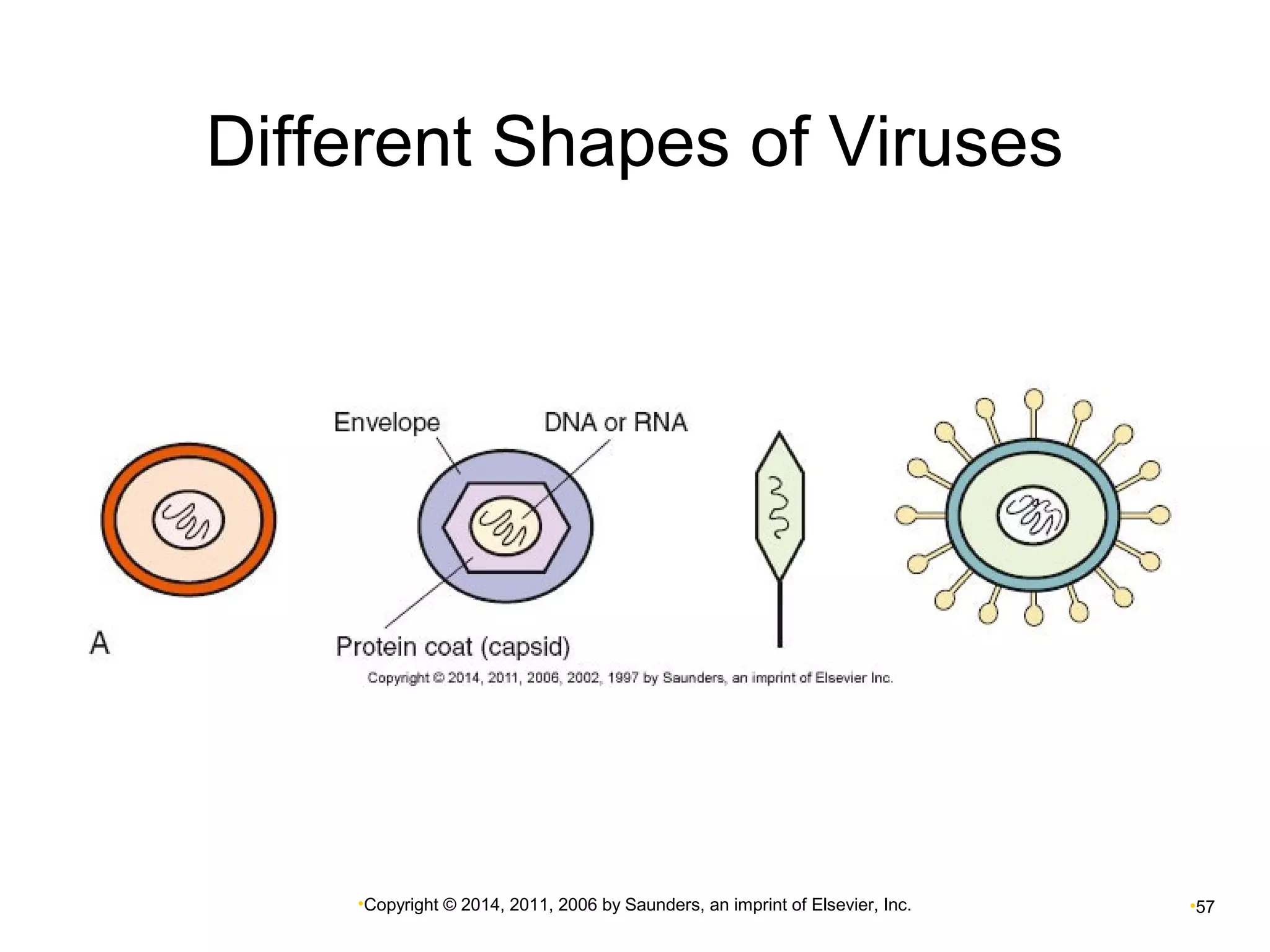 Different Shapes of Viruses 
•Copyright © 2014, 2011, 2006 by Saunders, an imprint of Elsevier, Inc. •57 
 