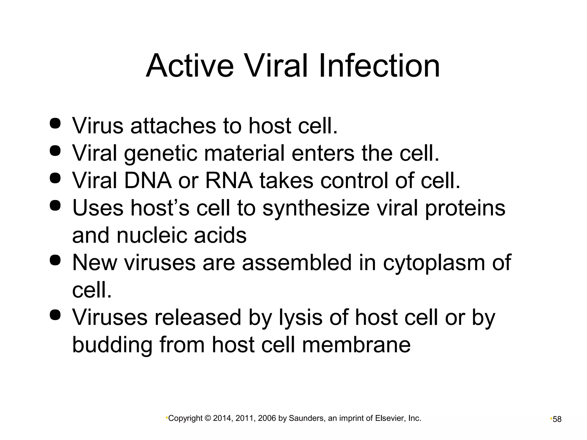 Active Viral Infection 
 Virus attaches to host cell. 
 Viral genetic material enters the cell. 
 Viral DNA or RNA takes control of cell. 
 Uses host’s cell to synthesize viral proteins 
and nucleic acids 
 New viruses are assembled in cytoplasm of 
cell. 
 Viruses released by lysis of host cell or by 
budding from host cell membrane 
•Copyright © 2014, 2011, 2006 by Saunders, an imprint of Elsevier, Inc. •58 
 