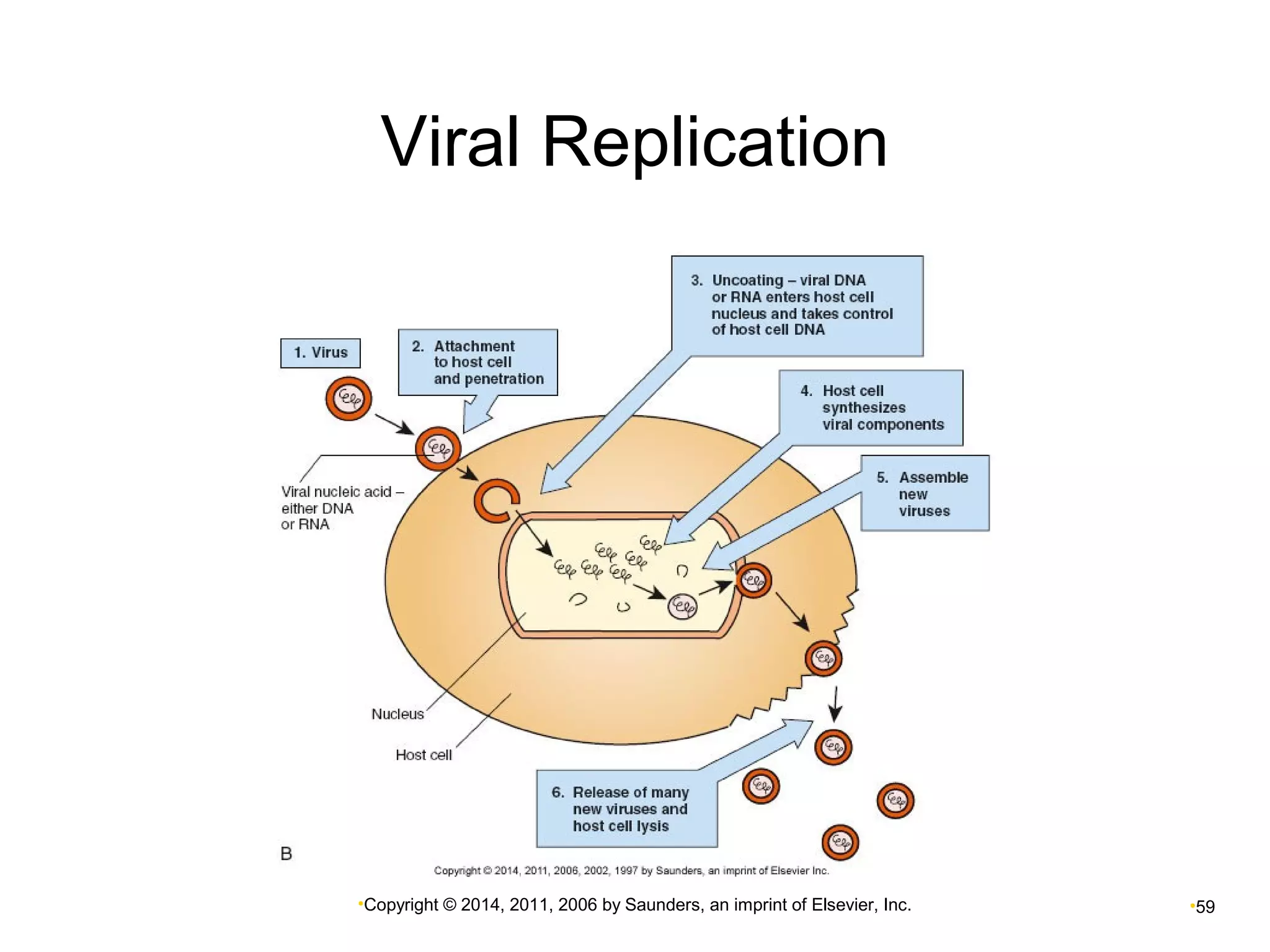 Viral Replication 
•Copyright © 2014, 2011, 2006 by Saunders, an imprint of Elsevier, Inc. •59 
 