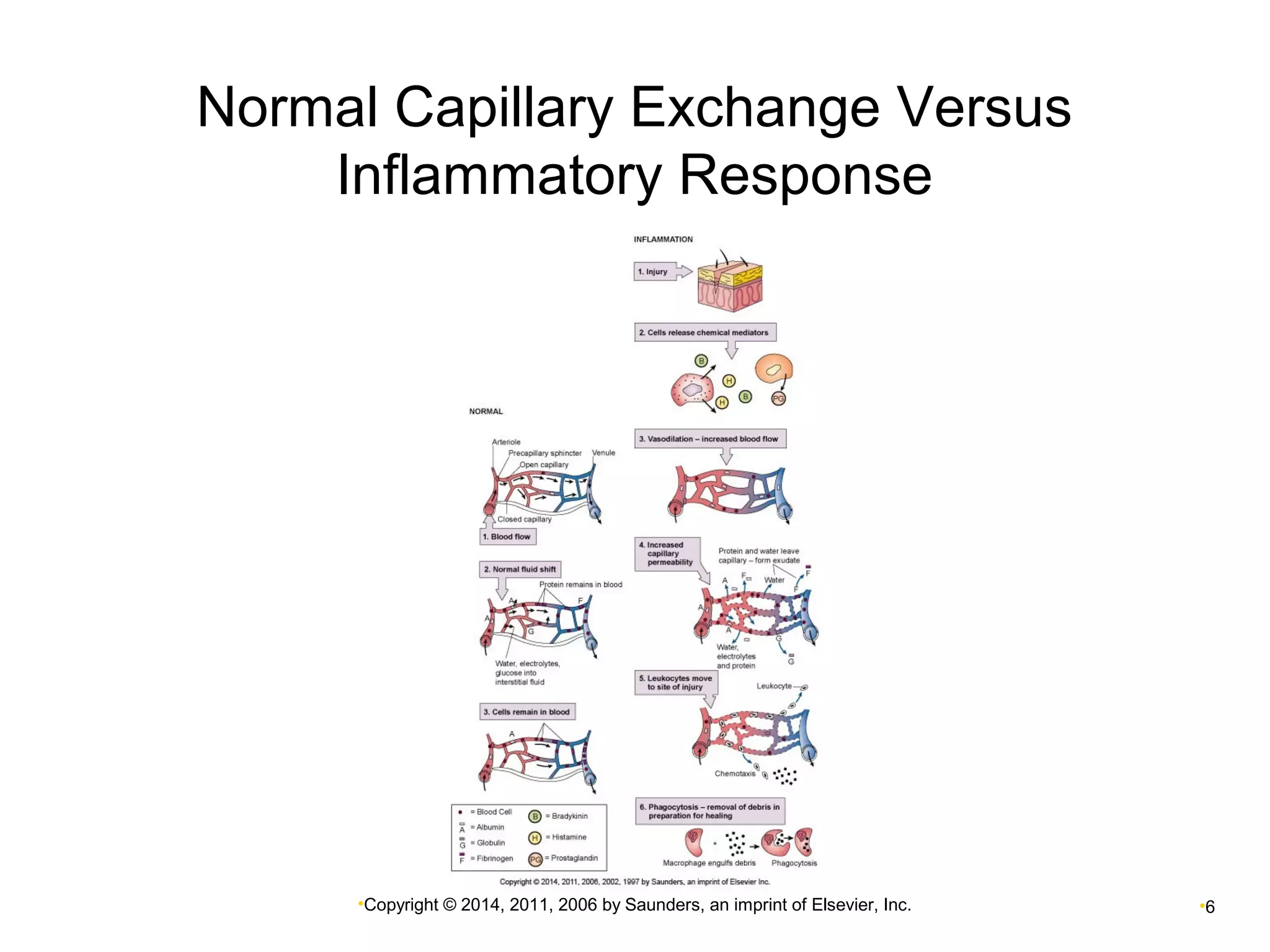 Normal Capillary Exchange Versus 
Inflammatory Response 
•Copyright © 2014, 2011, 2006 by Saunders, an imprint of Elsevier, Inc. •6 
 