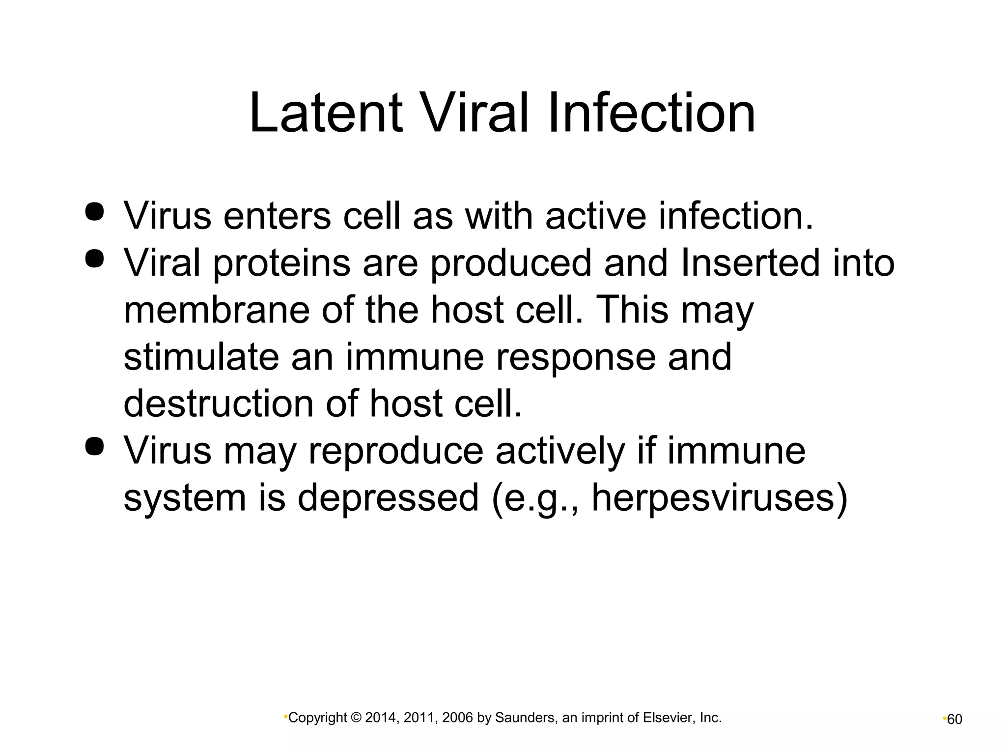 Latent Viral Infection 
 Virus enters cell as with active infection. 
 Viral proteins are produced and Inserted into 
membrane of the host cell. This may 
stimulate an immune response and 
destruction of host cell. 
 Virus may reproduce actively if immune 
system is depressed (e.g., herpesviruses) 
•Copyright © 2014, 2011, 2006 by Saunders, an imprint of Elsevier, Inc. •60 
 