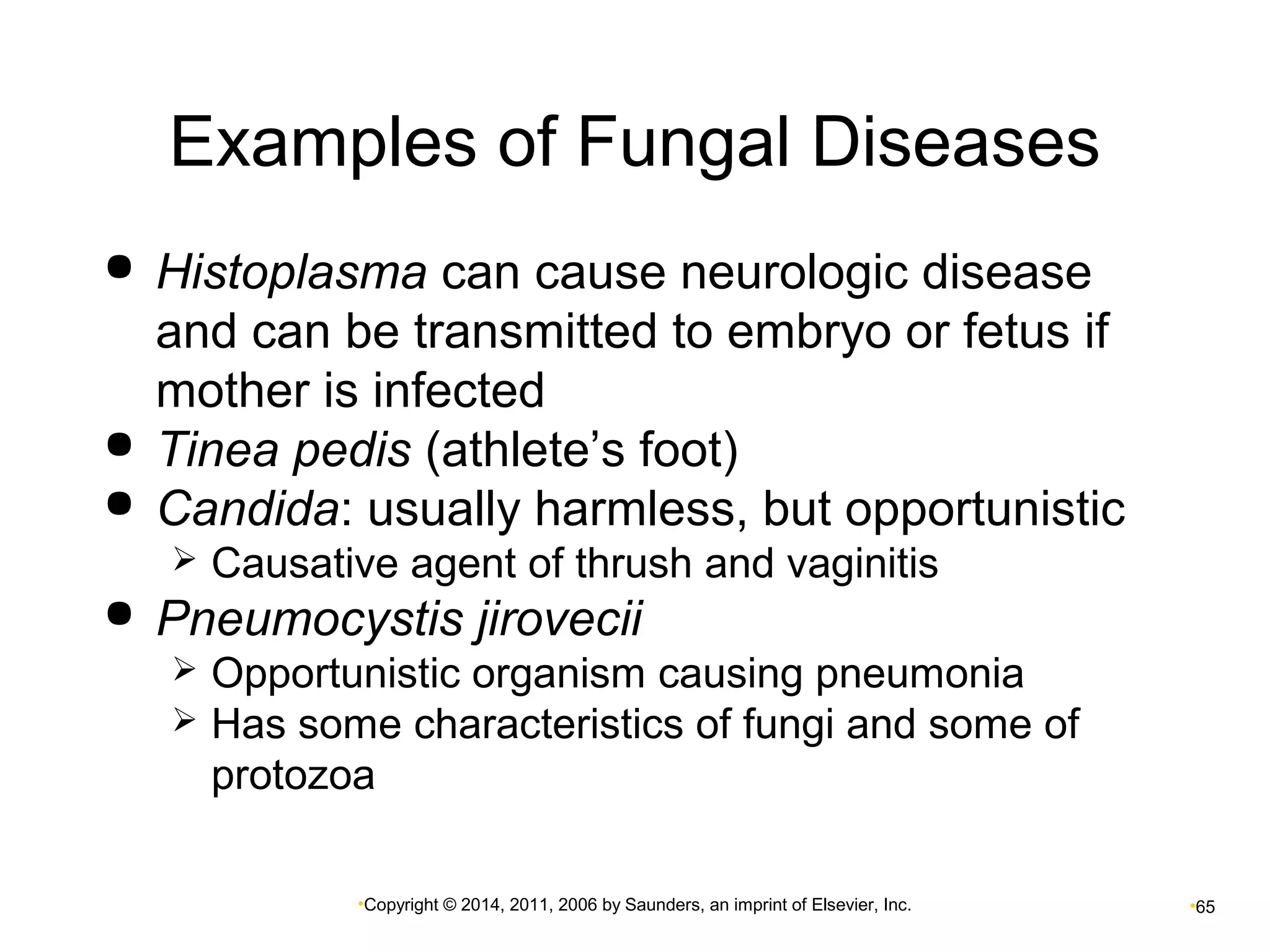 Examples of Fungal Diseases 
 Histoplasma can cause neurologic disease 
and can be transmitted to embryo or fetus if 
mother is infected 
 Tinea pedis (athlete’s foot) 
 Candida: usually harmless, but opportunistic 
 Causative agent of thrush and vaginitis 
 Pneumocystis jirovecii 
 Opportunistic organism causing pneumonia 
 Has some characteristics of fungi and some of 
protozoa 
•Copyright © 2014, 2011, 2006 by Saunders, an imprint of Elsevier, Inc. •65 
 