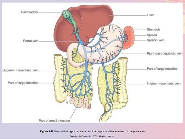 Chapter 005 cardiovascular