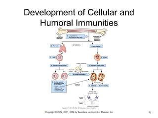 Development of Cellular and 
Humoral Immunities 
•Copyright © 2014, 2011, 2006 by Saunders, an imprint of Elsevier, Inc. •12 
 