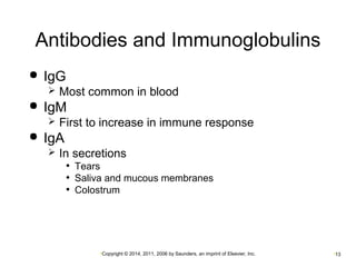 Antibodies and Immunoglobulins 
•Copyright © 2014, 2011, 2006 by Saunders, an imprint of Elsevier, Inc. •13 
 IgG 
 Most common in blood 
 IgM 
 First to increase in immune response 
 IgA 
 In secretions 
• Tears 
• Saliva and mucous membranes 
• Colostrum 
 
