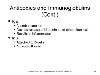 Antibodies and Immunoglobulins 
(Cont.) 
•Copyright © 2014, 2011, 2006 by Saunders, an imprint of Elsevier, Inc. •14 
 IgE 
 Allergic response 
 Causes release of histamine and other chemicals 
 Results in inflammation 
 IgD 
 Attached to B cells 
 Activates B cells 
 