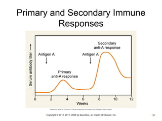 Primary and Secondary Immune 
Responses 
•Copyright © 2014, 2011, 2006 by Saunders, an imprint of Elsevier, Inc. •21 
 