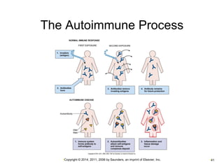 The Autoimmune Process 
•Copyright © 2014, 2011, 2006 by Saunders, an imprint of Elsevier, Inc. •41 
 