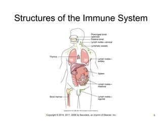 Structures of the Immune System 
•Copyright © 2014, 2011, 2006 by Saunders, an imprint of Elsevier, Inc. •5 
 