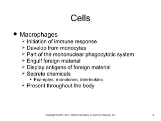 Cells 
 Macrophages 
 Initiation of immune response 
 Develop from monocytes 
 Part of the mononuclear phagocytotic system 
 Engulf foreign material 
 Display antigens of foreign material 
 Secrete chemicals 
• Examples: monokines, interleukins 
 Present throughout the body 
•Copyright © 2014, 2011, 2006 by Saunders, an imprint of Elsevier, Inc. •8 
 