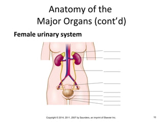 Copyright © 2014, 2011, 2007 by Saunders, an imprint of Elsevier Inc. 10
Anatomy of the
Major Organs (cont’d)
Female urinary system
 