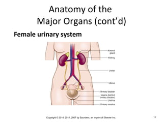 Copyright © 2014, 2011, 2007 by Saunders, an imprint of Elsevier Inc. 11
Anatomy of the
Major Organs (cont’d)
Female urinary system
 