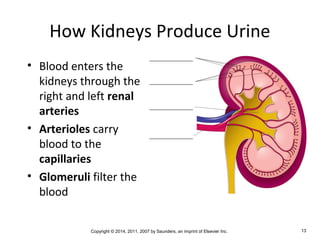 Copyright © 2014, 2011, 2007 by Saunders, an imprint of Elsevier Inc. 13
How Kidneys Produce Urine
• Blood enters the
kidneys through the
right and left renal
arteries
• Arterioles carry
blood to the
capillaries
• Glomeruli filter the
blood
 