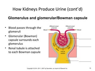 Copyright © 2014, 2011, 2007 by Saunders, an imprint of Elsevier Inc. 15
How Kidneys Produce Urine (cont’d)
• Blood passes through the
glomeruli
• Glomerular (Bowman)
capsule surrounds each
glomerulus
• Renal tubule is attached
to each Bowman capsule
Glomerulus and glomerular/Bowman capsule
 