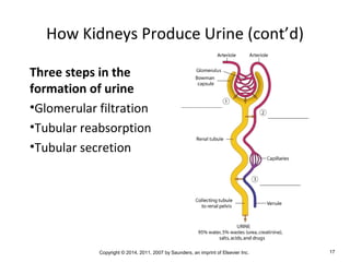 Copyright © 2014, 2011, 2007 by Saunders, an imprint of Elsevier Inc. 17
How Kidneys Produce Urine (cont’d)
Three steps in the
formation of urine
•Glomerular filtration
•Tubular reabsorption
•Tubular secretion
 