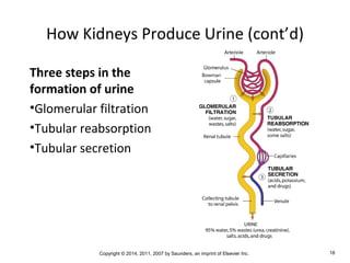 Copyright © 2014, 2011, 2007 by Saunders, an imprint of Elsevier Inc. 18
How Kidneys Produce Urine (cont’d)
Three steps in the
formation of urine
•Glomerular filtration
•Tubular reabsorption
•Tubular secretion
 
