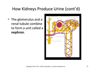 Copyright © 2014, 2011, 2007 by Saunders, an imprint of Elsevier Inc. 19
How Kidneys Produce Urine (cont’d)
• The glomerulus and a
renal tubule combine
to form a unit called a
nephron.
 