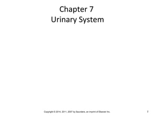 Chapter 7
Urinary System
Copyright © 2014, 2011, 2007 by Saunders, an imprint of Elsevier Inc. 2
 