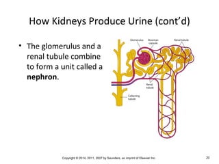 Copyright © 2014, 2011, 2007 by Saunders, an imprint of Elsevier Inc. 20
How Kidneys Produce Urine (cont’d)
• The glomerulus and a
renal tubule combine
to form a unit called a
nephron.
 