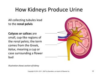 Copyright © 2014, 2011, 2007 by Saunders, an imprint of Elsevier Inc. 22
How Kidneys Produce Urine
All collecting tubules lead
to the renal pelvis
Calyces or calices are
small, cup-like regions of
the renal pelvis; the term
comes from the Greek,
kalux, meaning a cup or
case surrounding a flower
bud
Illustration shows section of kidney
 