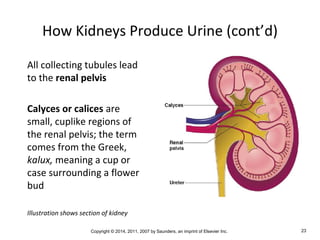 Copyright © 2014, 2011, 2007 by Saunders, an imprint of Elsevier Inc. 23
How Kidneys Produce Urine (cont’d)
All collecting tubules lead
to the renal pelvis
Calyces or calices are
small, cuplike regions of
the renal pelvis; the term
comes from the Greek,
kalux, meaning a cup or
case surrounding a flower
bud
Illustration shows section of kidney
 