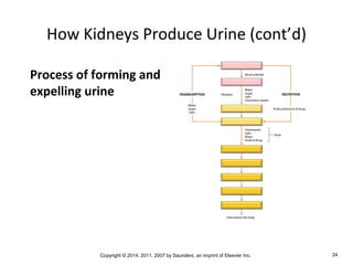 Copyright © 2014, 2011, 2007 by Saunders, an imprint of Elsevier Inc. 24
How Kidneys Produce Urine (cont’d)
Process of forming and
expelling urine
 