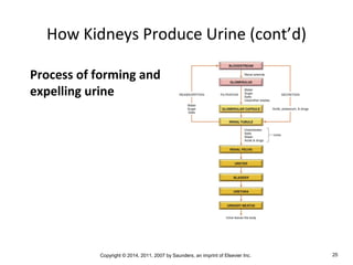 Copyright © 2014, 2011, 2007 by Saunders, an imprint of Elsevier Inc. 25
How Kidneys Produce Urine (cont’d)
Process of forming and
expelling urine
 
