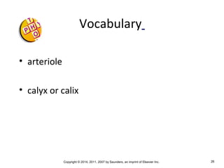 Copyright © 2014, 2011, 2007 by Saunders, an imprint of Elsevier Inc. 26
Vocabulary
• arteriole
• calyx or calix
 