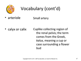 Copyright © 2014, 2011, 2007 by Saunders, an imprint of Elsevier Inc. 27
Vocabulary (cont’d)
• arteriole
• calyx or calix
Small artery
Cuplike collecting region of
the renal pelvis; the term
comes from the Greek,
kalux, meaning a cup or
case surrounding a flower
bud
 