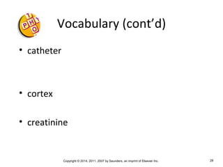 Copyright © 2014, 2011, 2007 by Saunders, an imprint of Elsevier Inc. 28
Vocabulary (cont’d)
• catheter
• cortex
• creatinine
 