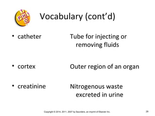 Copyright © 2014, 2011, 2007 by Saunders, an imprint of Elsevier Inc. 29
Vocabulary (cont’d)
• catheter
• cortex
• creatinine
Tube for injecting or
removing fluids
Outer region of an organ
Nitrogenous waste
excreted in urine
 