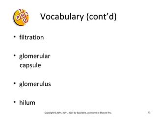 Copyright © 2014, 2011, 2007 by Saunders, an imprint of Elsevier Inc. 32
Vocabulary (cont’d)
• filtration
• glomerular
capsule
• glomerulus
• hilum
 