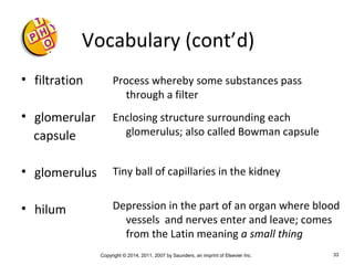 Copyright © 2014, 2011, 2007 by Saunders, an imprint of Elsevier Inc. 33
Vocabulary (cont’d)
• filtration
• glomerular
capsule
• glomerulus
• hilum
Process whereby some substances pass
through a filter
Enclosing structure surrounding each
glomerulus; also called Bowman capsule
Tiny ball of capillaries in the kidney
Depression in the part of an organ where blood
vessels and nerves enter and leave; comes
from the Latin meaning a small thing
 