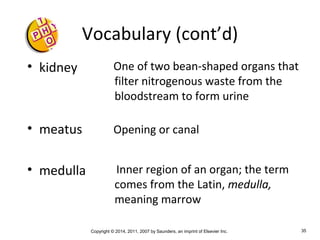Copyright © 2014, 2011, 2007 by Saunders, an imprint of Elsevier Inc. 35
Vocabulary (cont’d)
• kidney
• meatus
• medulla
One of two bean-shaped organs that
filter nitrogenous waste from the
bloodstream to form urine
Opening or canal
Inner region of an organ; the term
comes from the Latin, medulla,
meaning marrow
 