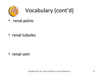 Copyright © 2014, 2011, 2007 by Saunders, an imprint of Elsevier Inc. 40
Vocabulary (cont’d)
• renal pelvis
• renal tubules
• renal vein
 