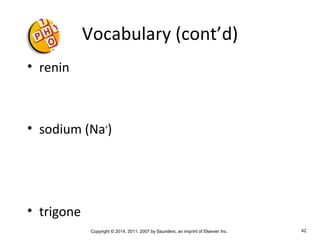 Copyright © 2014, 2011, 2007 by Saunders, an imprint of Elsevier Inc. 42
Vocabulary (cont’d)
• renin
• sodium (Na+
)
• trigone
 