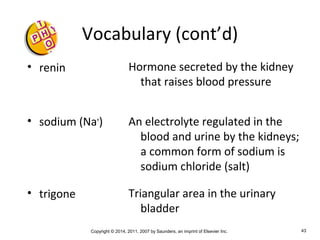 Copyright © 2014, 2011, 2007 by Saunders, an imprint of Elsevier Inc. 43
Vocabulary (cont’d)
• renin
• sodium (Na+
)
• trigone
Hormone secreted by the kidney
that raises blood pressure
An electrolyte regulated in the
blood and urine by the kidneys;
a common form of sodium is
sodium chloride (salt)
Triangular area in the urinary
bladder
 