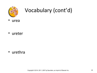 Copyright © 2014, 2011, 2007 by Saunders, an imprint of Elsevier Inc. 44
Vocabulary (cont’d)
• urea
• ureter
• urethra
 