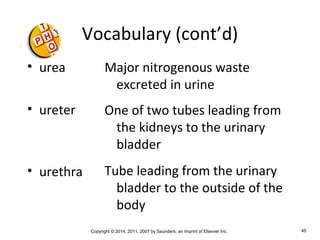 Copyright © 2014, 2011, 2007 by Saunders, an imprint of Elsevier Inc. 45
Vocabulary (cont’d)
• urea
• ureter
• urethra
Major nitrogenous waste
excreted in urine
One of two tubes leading from
the kidneys to the urinary
bladder
Tube leading from the urinary
bladder to the outside of the
body
 