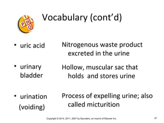 Copyright © 2014, 2011, 2007 by Saunders, an imprint of Elsevier Inc. 47
Vocabulary (cont’d)
• uric acid
• urinary
bladder
• urination
(voiding)
Nitrogenous waste product
excreted in the urine
Hollow, muscular sac that
holds and stores urine
Process of expelling urine; also
called micturition
 