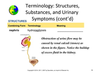 Copyright © 2014, 2011, 2007 by Saunders, an imprint of Elsevier Inc. 54
STRUCTURES
nephr/o hydronephrosis _________________
Combining Form TerminologyCombining Form Terminology MeaningMeaning
Obstruction of urine flow may be
caused by renal calculi (stones) as
shown in the figure. Notice the buildup
of excess fluid in the kidney.
Terminology: Structures,
Substances, and Urinary
Symptoms (cont’d)
 