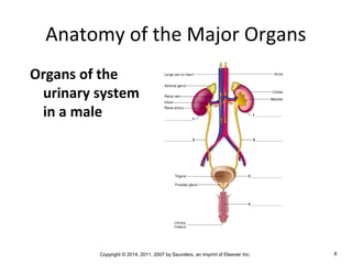 Copyright © 2014, 2011, 2007 by Saunders, an imprint of Elsevier Inc. 8
Anatomy of the Major Organs
Organs of the
urinary system
in a male
 