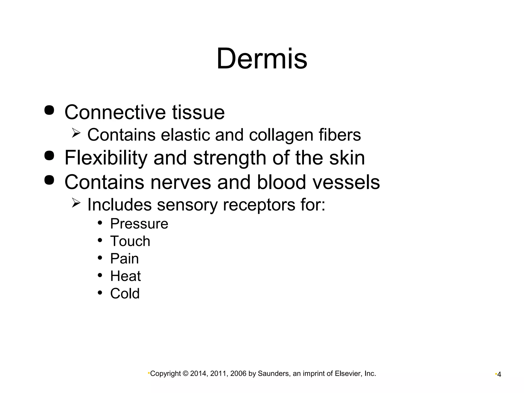 Dermis 
 Connective tissue 
 Contains elastic and collagen fibers 
 Flexibility and strength of the skin 
 Contains nerves and blood vessels 
 Includes sensory receptors for: 
• Pressure 
• Touch 
• Pain 
• Heat 
• Cold 
•Copyright © 2014, 2011, 2006 by Saunders, an imprint of Elsevier, Inc. •4 
 