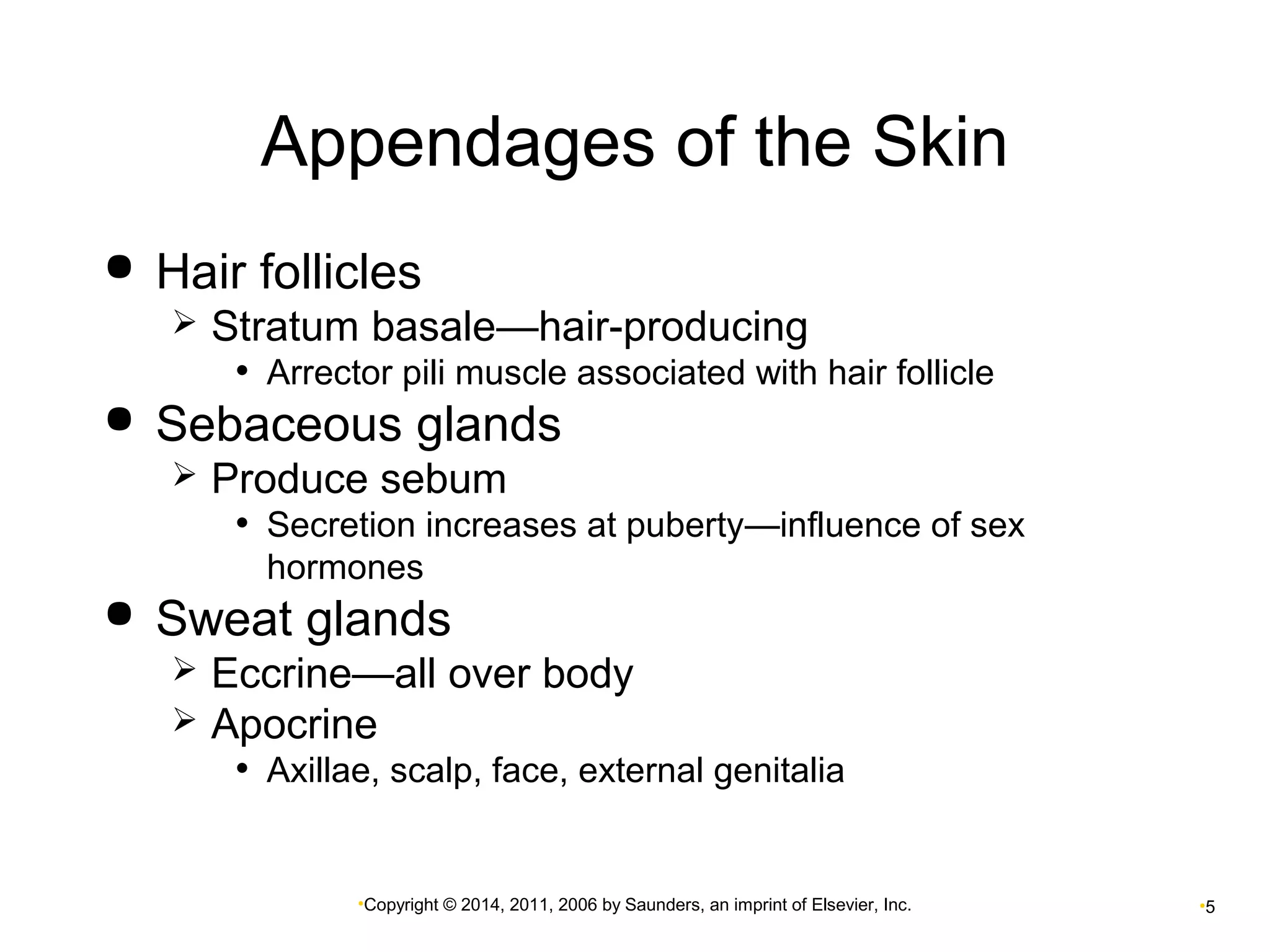 Appendages of the Skin 
 Hair follicles 
 Stratum basale—hair-producing 
• Arrector pili muscle associated with hair follicle 
 Sebaceous glands 
 Produce sebum 
• Secretion increases at puberty—influence of sex 
hormones 
 Sweat glands 
 Eccrine—all over body 
 Apocrine 
• Axillae, scalp, face, external genitalia 
•Copyright © 2014, 2011, 2006 by Saunders, an imprint of Elsevier, Inc. •5 
 