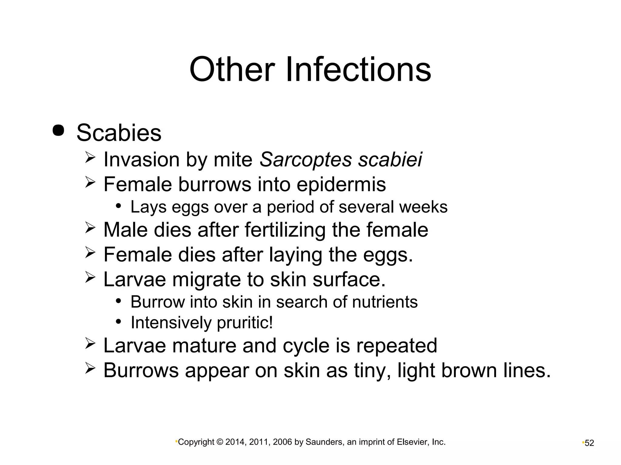 Other Infections 
•Copyright © 2014, 2011, 2006 by Saunders, an imprint of Elsevier, Inc. •52 
 Scabies 
 Invasion by mite Sarcoptes scabiei 
 Female burrows into epidermis 
• Lays eggs over a period of several weeks 
 Male dies after fertilizing the female 
 Female dies after laying the eggs. 
 Larvae migrate to skin surface. 
• Burrow into skin in search of nutrients 
• Intensively pruritic! 
 Larvae mature and cycle is repeated 
 Burrows appear on skin as tiny, light brown lines. 
 