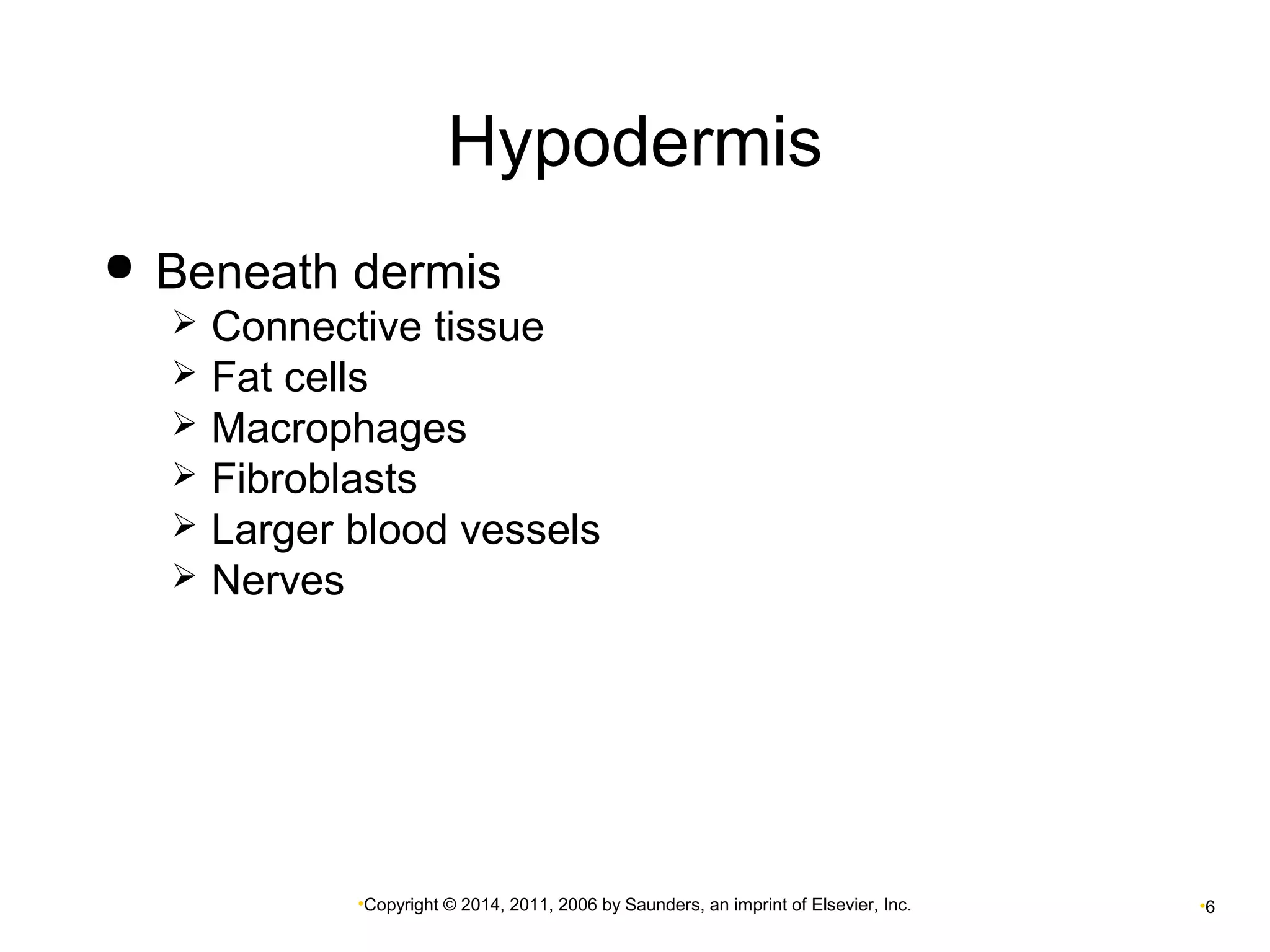 Hypodermis 
 Beneath dermis 
 Connective tissue 
 Fat cells 
 Macrophages 
 Fibroblasts 
 Larger blood vessels 
 Nerves 
•Copyright © 2014, 2011, 2006 by Saunders, an imprint of Elsevier, Inc. •6 
 
