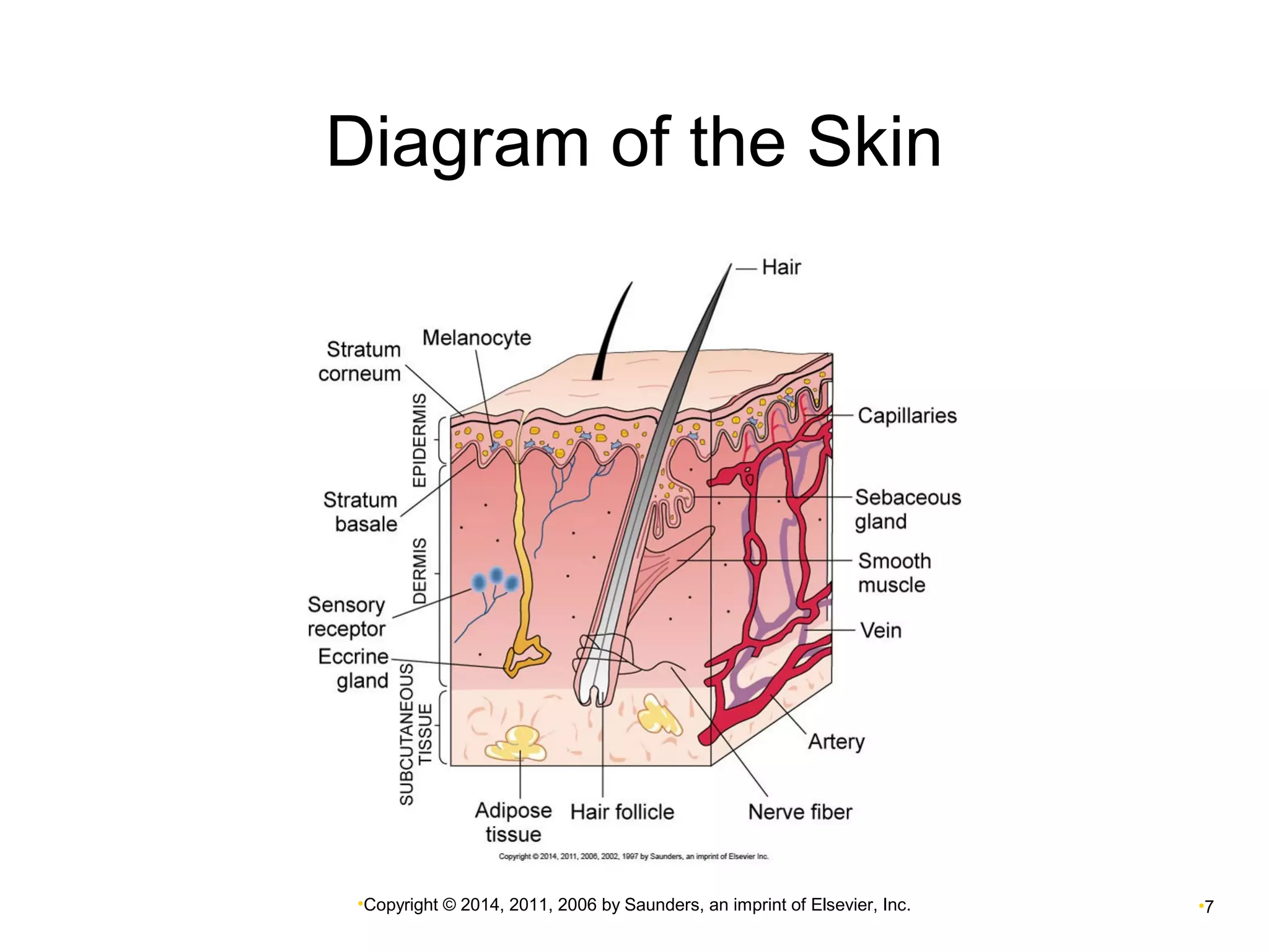 Diagram of the Skin 
•Copyright © 2014, 2011, 2006 by Saunders, an imprint of Elsevier, Inc. •7 
 