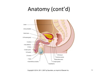 Copyright © 2014, 2011, 2007 by Saunders, an imprint of Elsevier Inc. 11
Anatomy (cont’d)
 