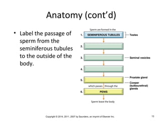 Copyright © 2014, 2011, 2007 by Saunders, an imprint of Elsevier Inc. 13
Anatomy (cont’d)
• Label the passage of
sperm from the
seminiferous tubules
to the outside of the
body.
 