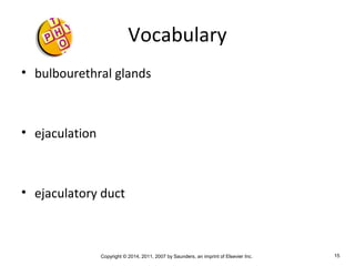 Copyright © 2014, 2011, 2007 by Saunders, an imprint of Elsevier Inc. 15
Vocabulary
• bulbourethral glands
• ejaculation
• ejaculatory duct
 